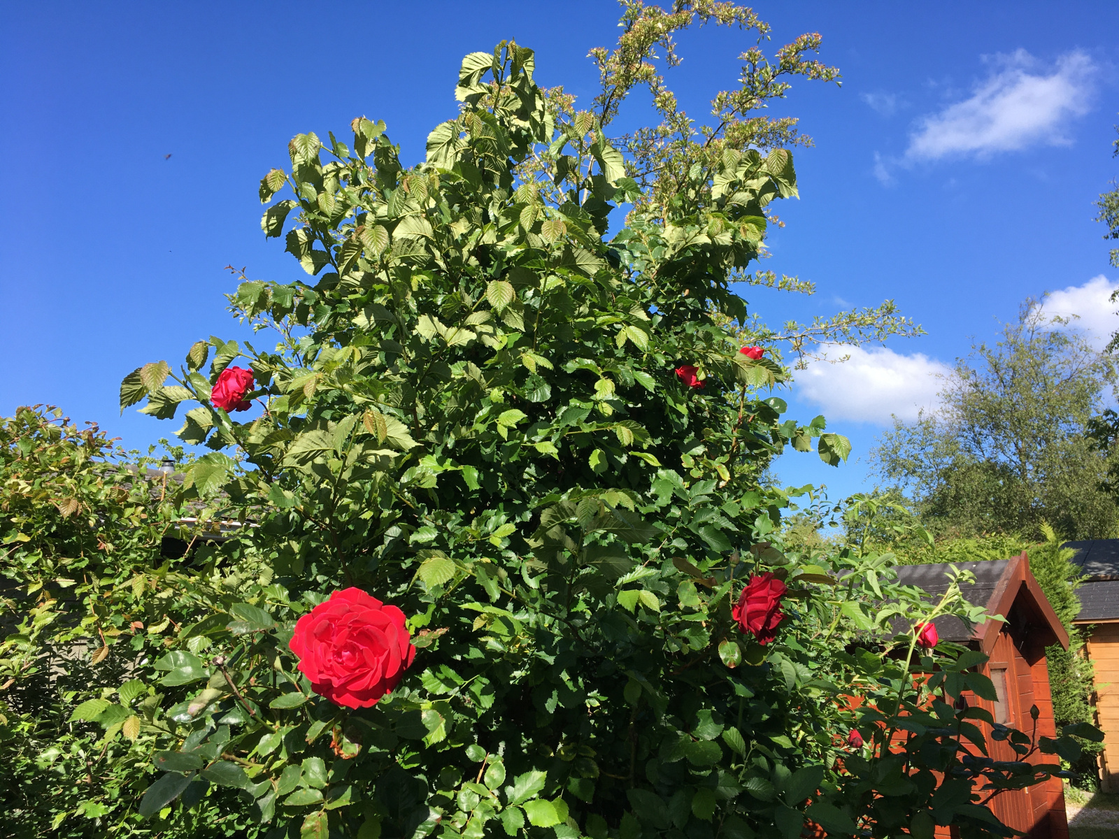 Herbstferien in Schoorl bei Carpe Diem